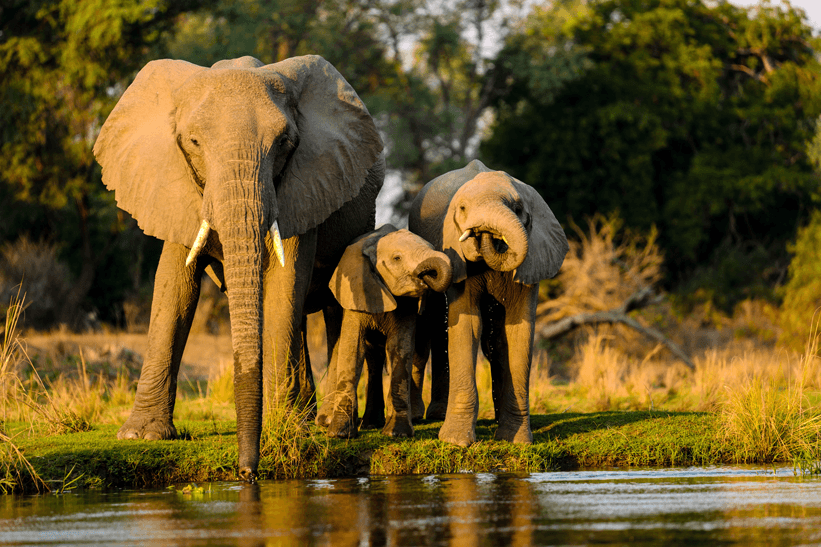 elephant